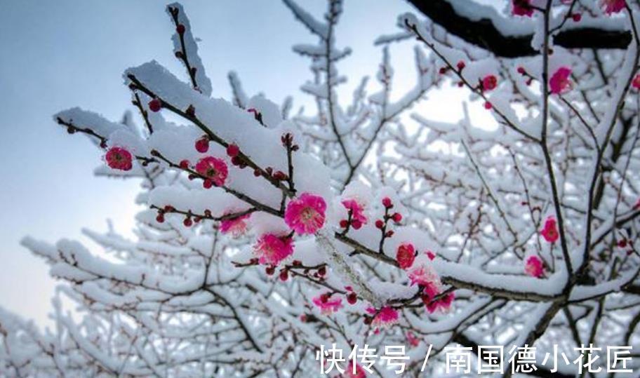 5种耐寒花，皮实好养不怕冻，零下15℃照样生机勃勃，花开满枝