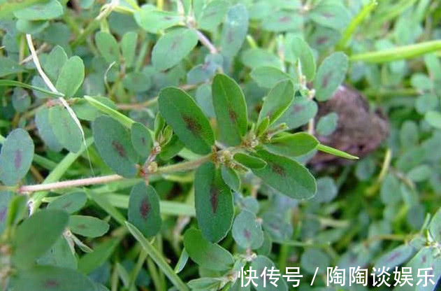 红丝草|农村常见的一种野草,它被称“血见愁”,少人知是稀罕好药材