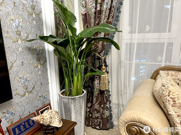 过年必备盆栽 | 20款好看易养的懒人绿植，拼多多店铺低至3元起！附养护心得