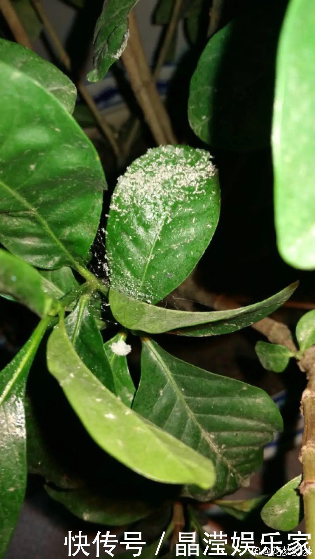 白粉病|给花喷点杀菌水,虫子全杀死,杀菌消毒叶子绿