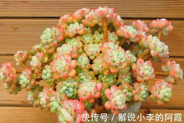 6种香味浓郁的多肉植物,每一种都适合新手,随便一养就能出状态