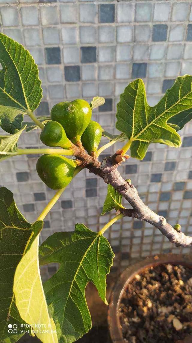 问园丁大爷要的无花果枝条，消毒后插土里，很快就生根