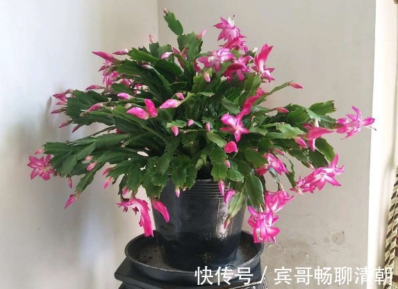 怎么让花期中的蟹爪兰接连开花满足“3要素”开不停