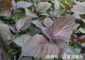 栽培|家里种上这些可食用的香草，一年都可以吃不停，调料钱都能省了！