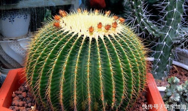 新人养仙人球,老花匠教你5招,不仅长得快、而且开花鲜艳又大朵!