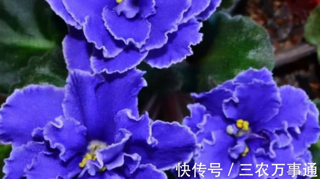 天竺葵|秋天养6种漂亮花，叶片不能喷水不要淋雨，否则烂叶不开花