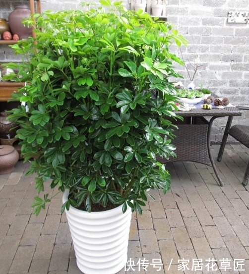 二手烟|吸烟有害健康,这几种花可是救命稻草呢,还不赶快养起来