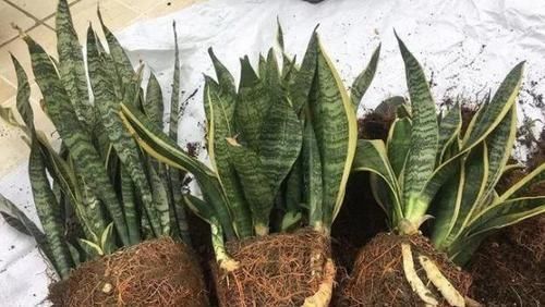 多菌灵|冬天养虎皮兰,盆土长毛咋办?趁早这么干,不然就救不活了