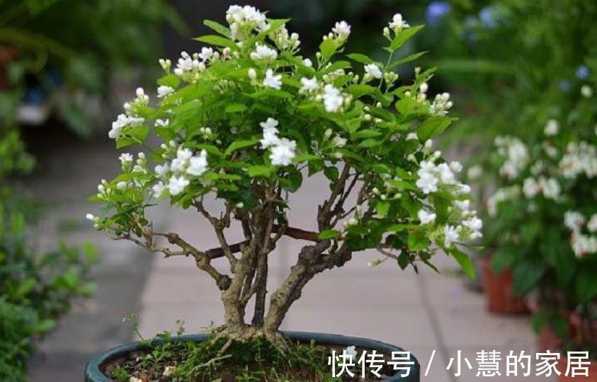 茉莉花|9月养茉莉花，花盆里掺一点“它”，枝繁叶茂，开花又大又香