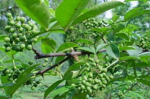  止痛|花椒温中散寒、除湿止痛，农民种植花椒如何增产增收，只需四点