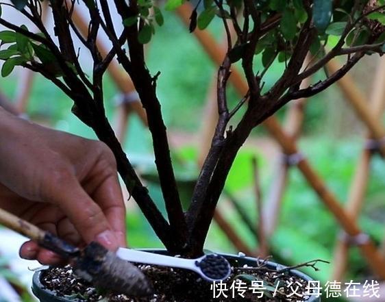 杜鹃花又黄叶了吗，这款杜鹃一年能开100天新手也能轻松养爆盆