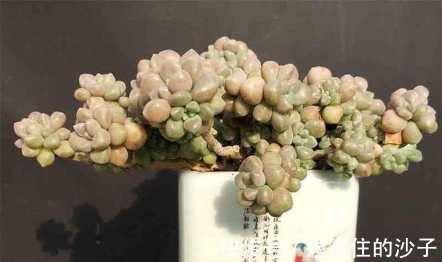 养护|12款多肉天生就爱凑热闹,爆盆群生是强项,花友:养起来真过瘾