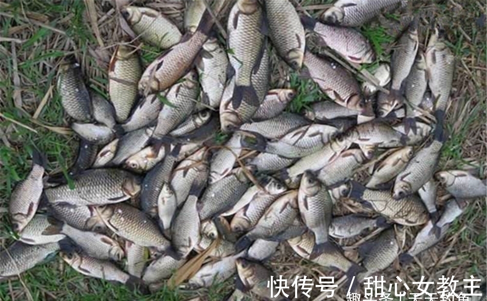 冬季低温发窝慢，打窝聚鱼要分4步走，距离远的鱼群也能排队进窝