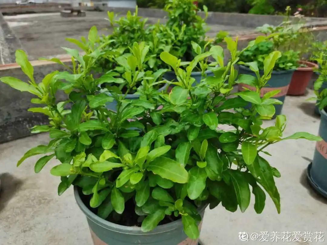 棒棒糖|从养花大神家，偷来3个爆花技巧，快学，24小时后删