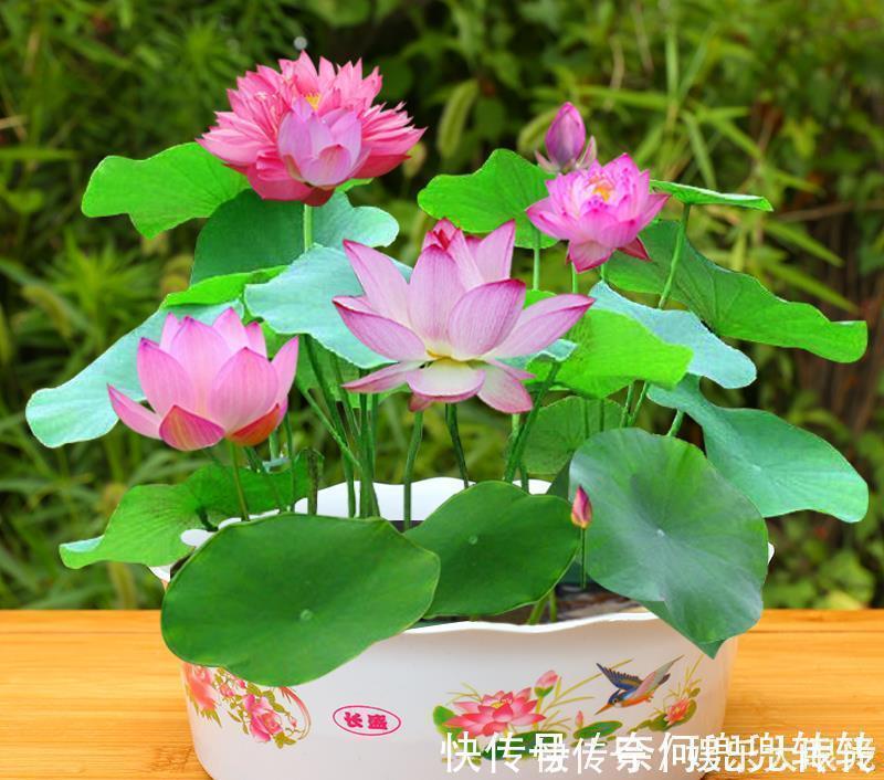 收纳|建议大家阳台不装晾衣杆了,换上这“高级货”,档次高还不贵