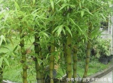 有钱人家里必养的3种树家有招财树,想不发财都难了!