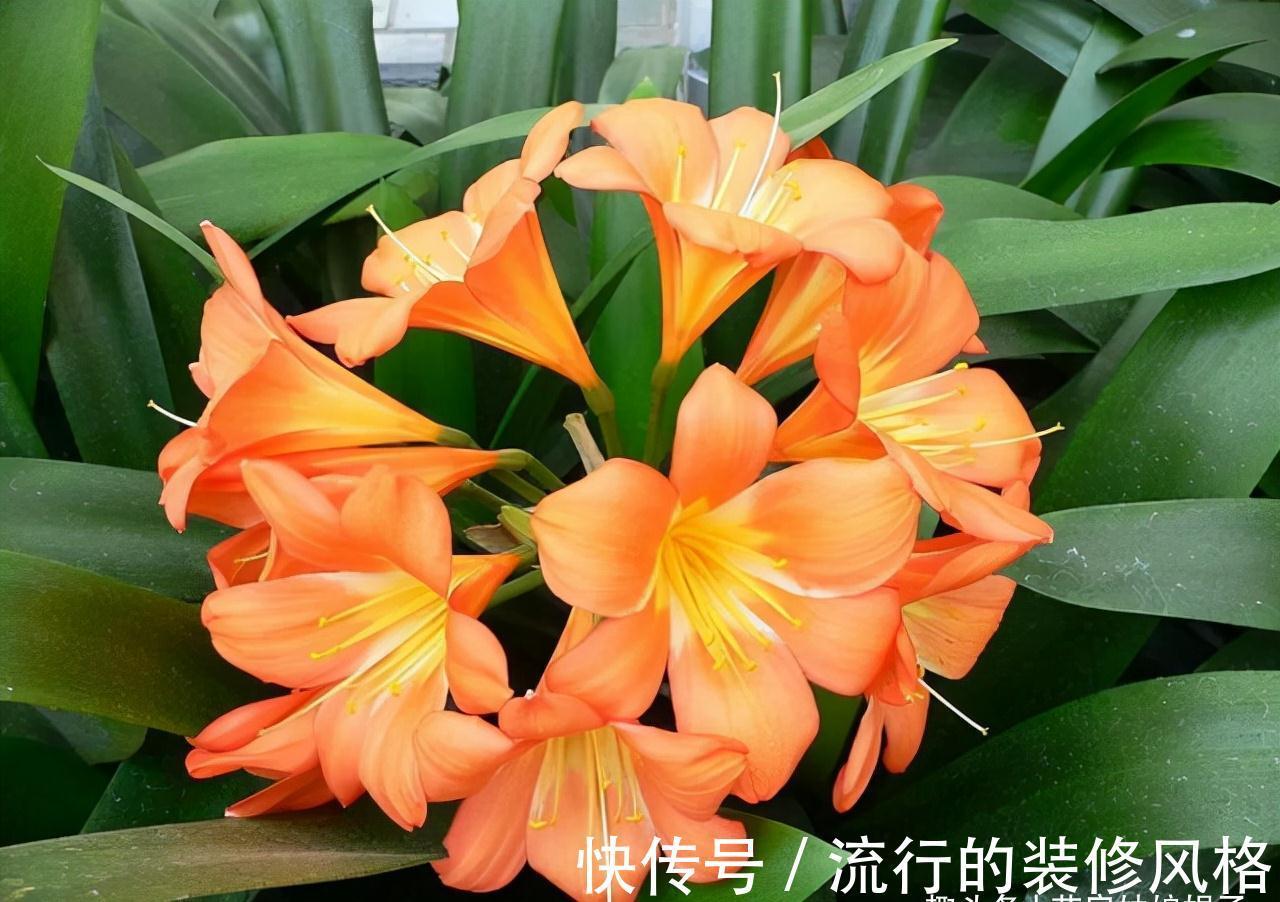 10月养君子兰,别忘记做“这些事”,要不今年“难”开花,莫忽视