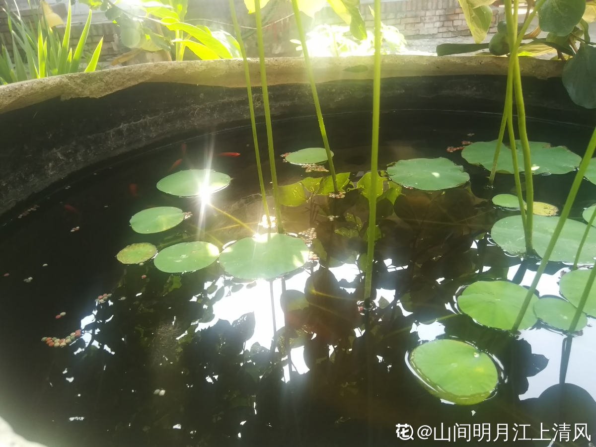 芙蓉花|这3种“芙蓉”花，你见过几种？夏去秋来都在开，美丽和诗情并存