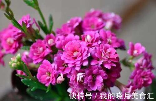 长寿花开花后这样管理,才能快速复壮