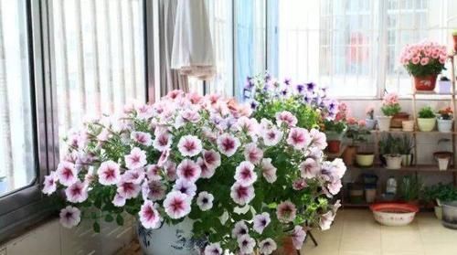 黄叶|养花老板不愿分享的秘密简单几招,不黄叶,花开满盆