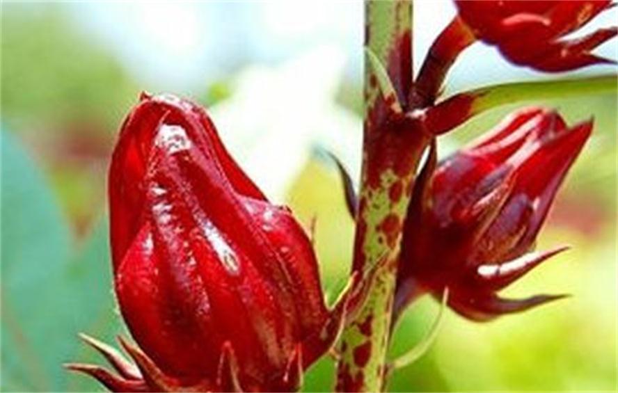 长寿老人|长寿老人告诉你，每天吃3种食物，除皱去斑，排毒抗衰，气色也好