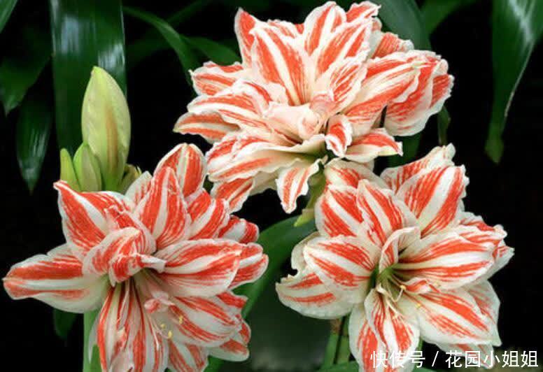 初夏养朱顶红,“6细节、2注意”学到手,开出大花朵