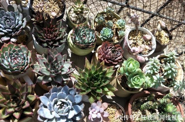 养了三年,多肉终于给点颜色瞧瞧了