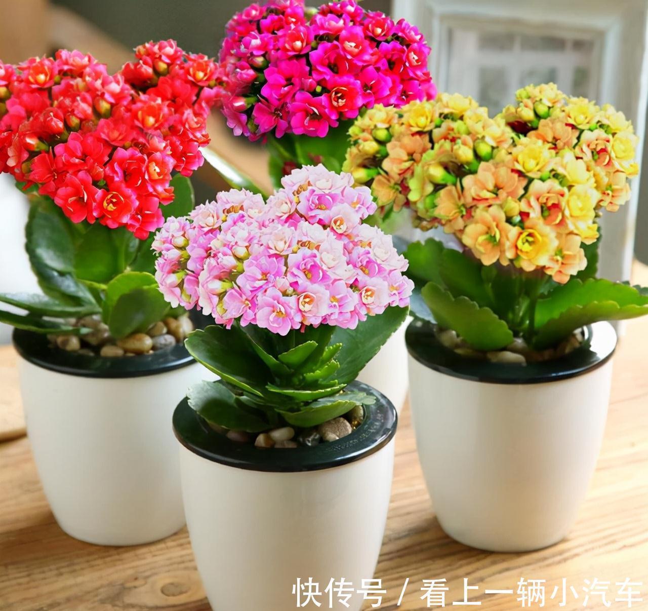 九种皮实花,多晒少管长得好,养成老桩更高档,绿萝没上榜