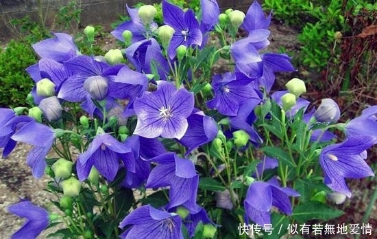 一種野菜治一種病,野菜不僅好吃,還有消炎,降血壓,清熱的功效