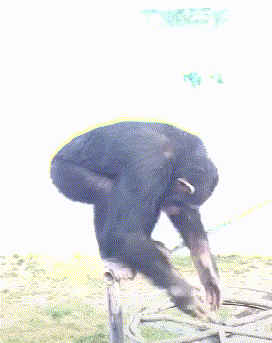 |搞笑GIF:天道好轮回,苍天饶过谁