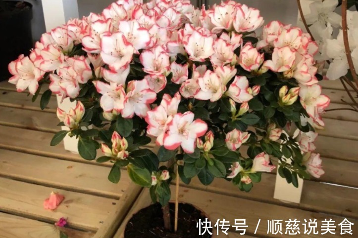 养花|养花其实不用买土,这么配置万能营养土,有营养又透气