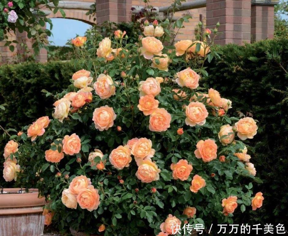 常年|在花盆里如何养好月季花,让月季常年开花的技巧