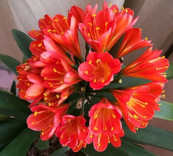 君子兰浇水4要点,掌握君子兰四季浇水技巧,开花爆盆不难