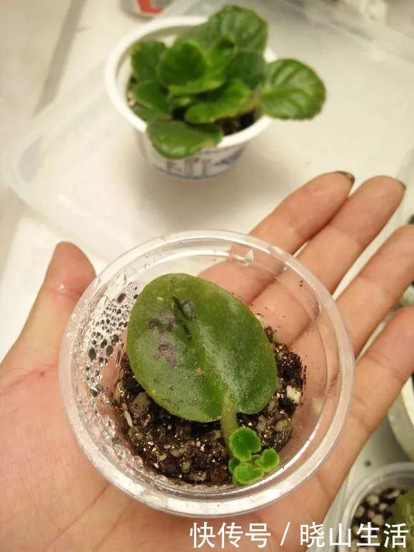 繁殖|5种花现在插土里,下个月就开花,再热也不怕,别错过了
