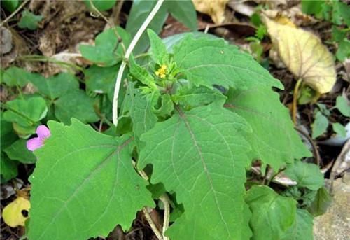 农村长|农村长的“粘糊菜”，专治风湿关节炎，多数人都不了解