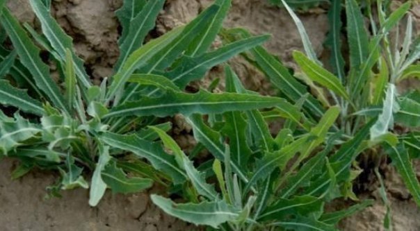 曲麻菜|在家乡见到此种野草,切记只摘叶子,不要挖根,因为太珍贵了