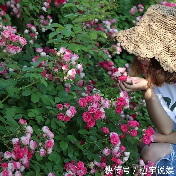 月季胭脂扣开花美似蔷薇，做到5点，开花爆盆成瀑布，眼馋得很