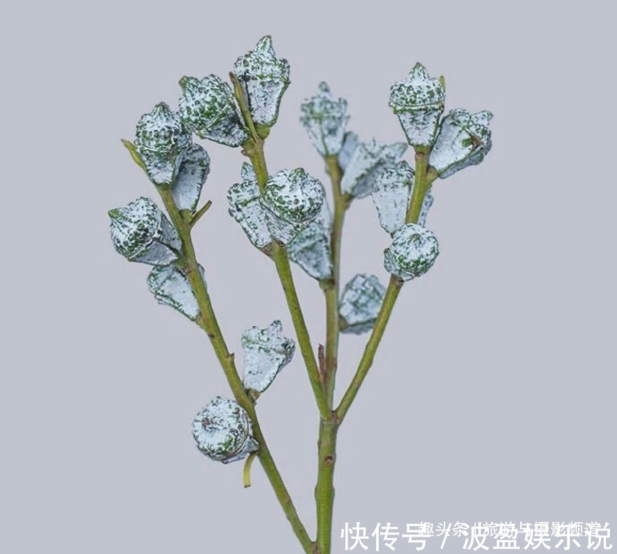 免疫系统|世界上最神奇的树!先结果后开花还不会枯萎!见到的人会幸福