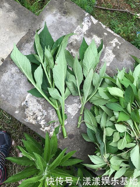 城里人|這野草聞起來臭烘烘,作用多味道爽口,城里人愛不釋手
