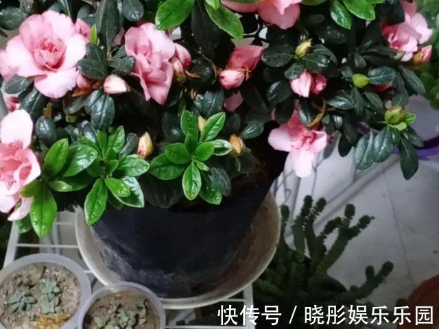 最怕晒的10种花,赶快搬进屋,否则会死掉