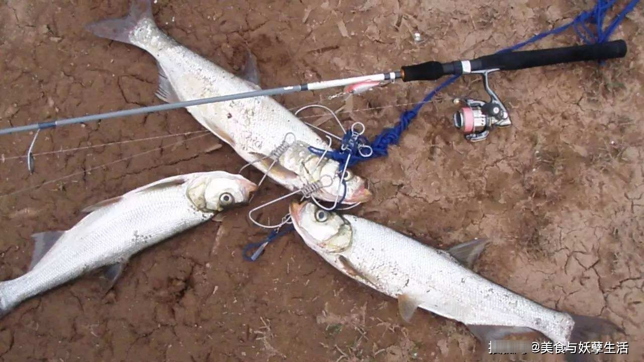 菜市场碰到这鱼,一次买5斤,10元一斤,比吃鲫鱼更营养更美味