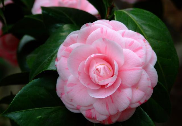  几款花卉颜值超高的，花大服盆快，开花勤还爱爆盆