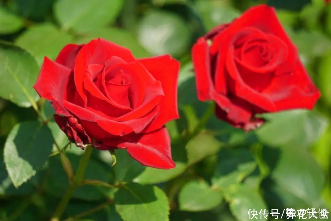 氛围感|养这5种花，实现切花自由，不用别人送