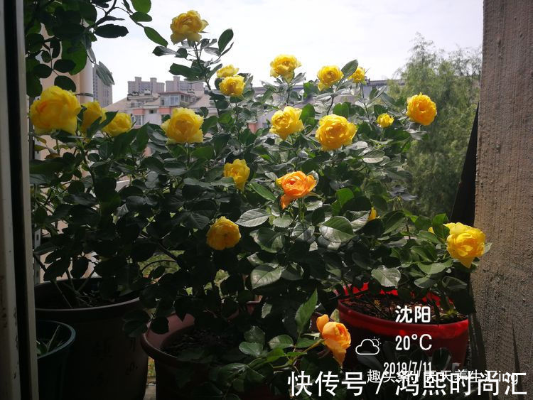 彩纸|客厅养花,不如养“优良玫瑰”彩纸口红,花开似唇彩,鲜艳夺目