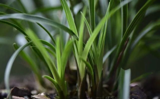 叶面肥|兰花怎么施肥?简单实用的4种方法,养好兰花不再难