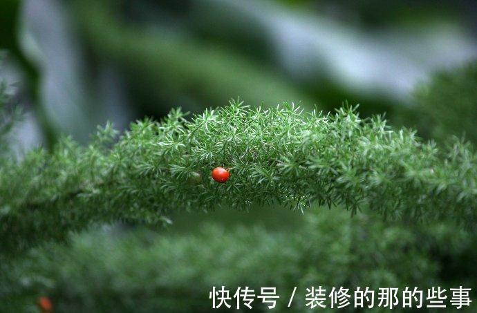 天门|养一株网红草狐尾天门冬，让阳台和庭院变得有趣起来