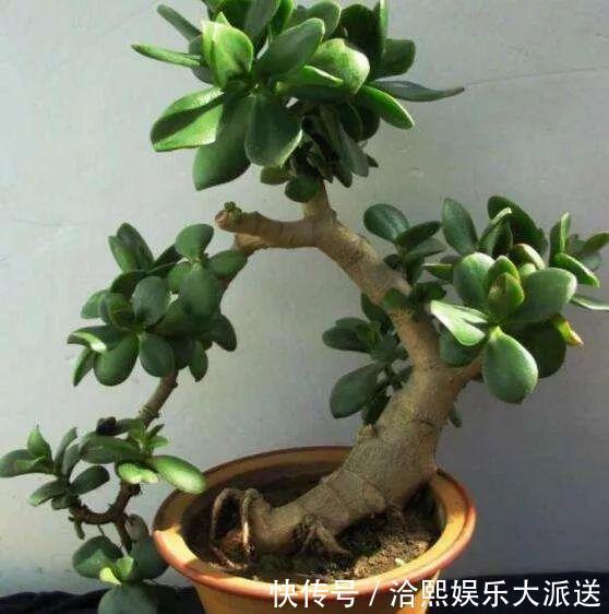 玉树|在家养玉树，记得每月砍一刀，半年长成老桩！