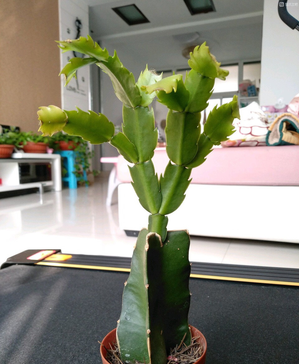 蟹爪兰|蟹爪兰与2种植物“天生一对”,嫁接6层塔,一次开花200朵