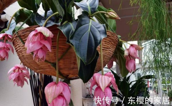 养花试试这几款,生长旺季浇水要充足,新芽成长期要施氮肥