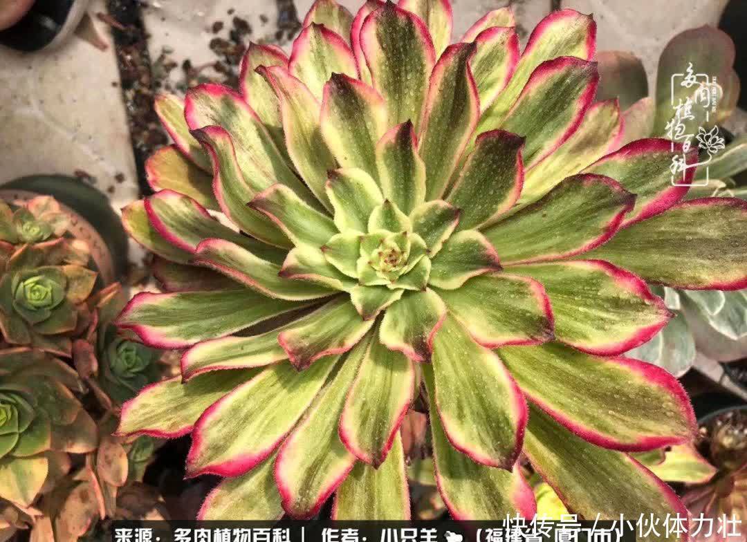 多肉,似星辰大海般的璀璨!